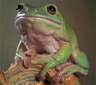 Litoria caerulea - Rzekotka australijska Litoria caerulea - Rzekotka australijska