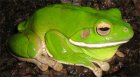 Litoria infrafrenata - Rzekotka nowogwinejska Litoria infrafrenata - Rzekotka nowogwinejska