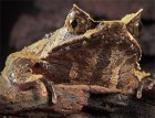 Megophrys nasuta - Narożnica nosata Megophrys nasuta - Narożnica nosata