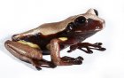 Nyctimantis rugiceps Nyctimantis rugiceps