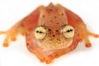 Nymphargus anomalus Nymphargus anomalus
