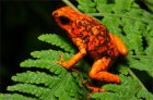 Oophaga sylvatica Oophaga sylvatica