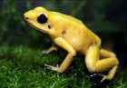 Phyllobates terribilis - liściołaz żółty Phyllobates terribilis - liściołaz żółty
