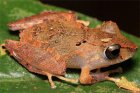 Pristimantis kichwarum Pristimantis kichwarum