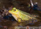 Rana lessonae - Żaba jeziorkowa Rana lessonae - Żaba jeziorkowa