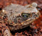 Rhinella marina - Ropucha aga Rhinella marina - Ropucha aga