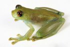 Rulyrana orejuela Rulyrana orejuela