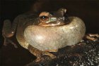 Smilisca phaeota Smilisca phaeota