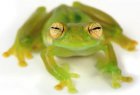 Teratohyla spinosa Teratohyla spinosa