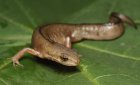 Lissotriton vulgaris - Traszka zwyczajna Lissotriton vulgaris - Traszka zwyczajna