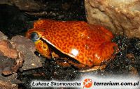  Początki keratopatii lipidowej u żaby pomidorowej (Dyscophus sp.) Fot. Łukasz Skomorucha