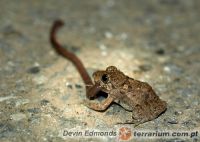  Żaby często przeceniają swe możliwości, atakując za duże ofiary (Fejervarya limnocharis). Fot Devin Edmonds 