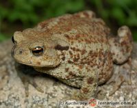  <i>Bufo bufo</i> - Ropucha szara, ropucha zwyczajna (c) Kucharscy