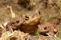  <i>Bufo bufo</i> - Ropucha szara, ropucha zwyczajna (c) Kucharscy