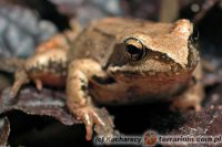  <i>Rana temporaria</i> (c) Kucharscy 