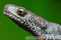 Triturus cristatus - Traszka grzebieniasta 