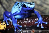 Dendrobates azureus - Drzewołaz niebieski 