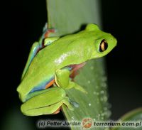 Agalychnis annae 