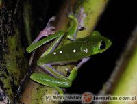  <i>Agalychnis litodryas</i> (c) Nicki Geisler