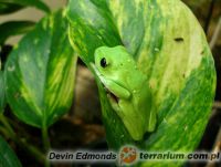 Agalychnis moreletii 