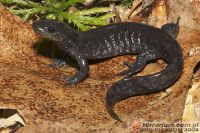  <i>Ambystoma jeffersonianum</i> (c) <a href=