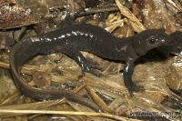  <i>Ambystoma jeffersonianum</i> (c) <a href=