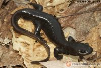 <i>Ambystoma jeffersonianum</i> (c) <a href=