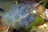 <i>Ambystoma jeffersonianum</i> (c) <a href=