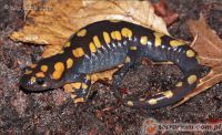  <i>Ambystoma maculatum</i> (c) Jake Scott