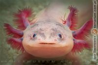 Ambystoma mexicanum - aksolotl meksykański 
