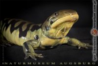 Ambystoma tigrinum - ambystoma tygrysia 