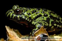 Bombina orientalis - kumak dalekowschodni 