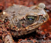  <i>Bufo marinus</i> (c) Kucharscy