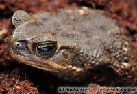 Rhinella marina - Ropucha aga 