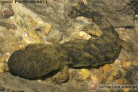 <i>Cryptobranchus alleganiensis</i> - diabeł błotny, skrytoskrzel (c) <a href=