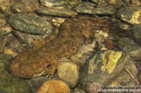 <i>Cryptobranchus alleganiensis</i> - diabeł błotny, skrytoskrzel (c) <a href=