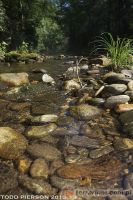 <i>Cryptobranchus alleganiensis</i> - diabeł błotny, skrytoskrzel (c) <a href=