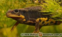 Cynops ensicauda - traszka riukiańska 