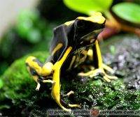  Dendrobates tinctorius  