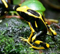  Dendrobates tinctorius 