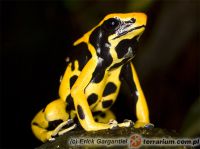  Dendrobates tinctorius 