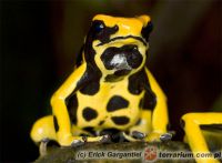  Dendrobates tinctorius 