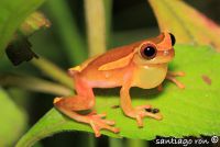  Dendropsophus bifurcus. Foto dzięki uprzejmości Santiago Ron.