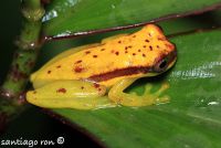  Dendropsophus rhodopeplus. Foto dzięki uprzejmości Santiago Ron.