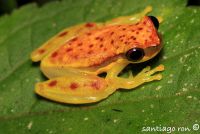  Dendropsophus rhodopeplus. Foto dzięki uprzejmości Santiago Ron.