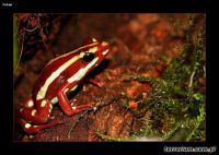 Epipedobates tricolor - drzewołaz trójbarwny 