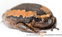 Kaloula pulchra - termitówka indyjska 
