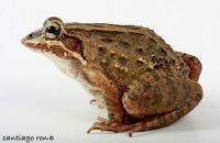  Leptodactylus labrosus. Zdjęcie dzięki uprzejmości Santiago Ron (c).