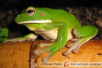 Litoria infrafrenata - Rzekotka nowogwinejska 