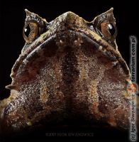 Megophrys nasuta - narożnica nosata 
